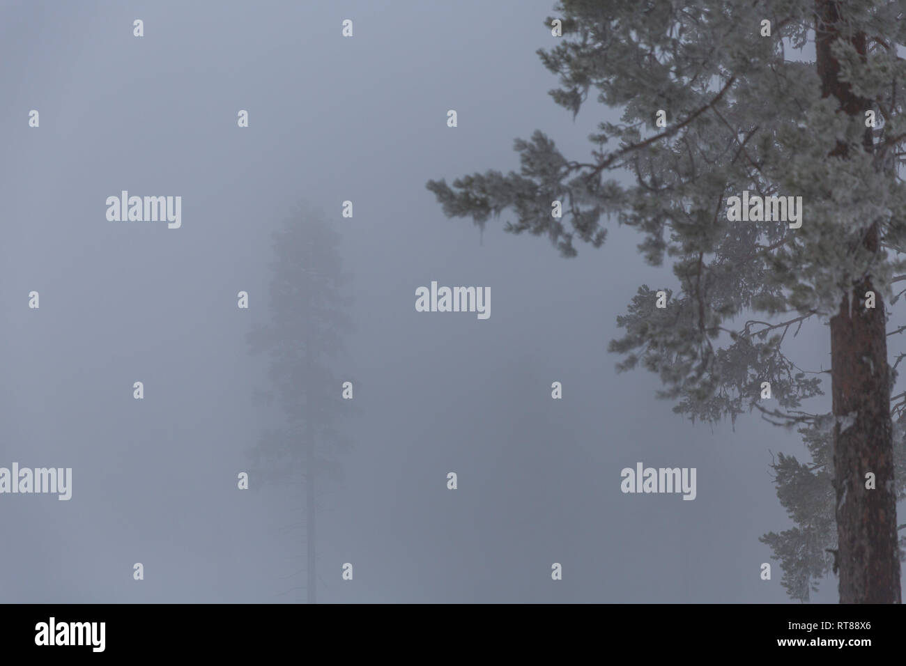 Winter trees in mist Stock Photo - Alamy