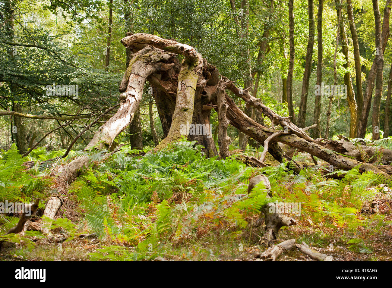 A fallen tree in woodland in the New Forest. Fallen trees become a host to many species of fungi and insects when they start to decay. New Forest Hamp Stock Photo