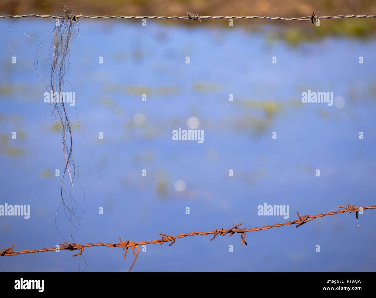 Abstract background. Animal hair on a rusty barbed wire Stock Photo