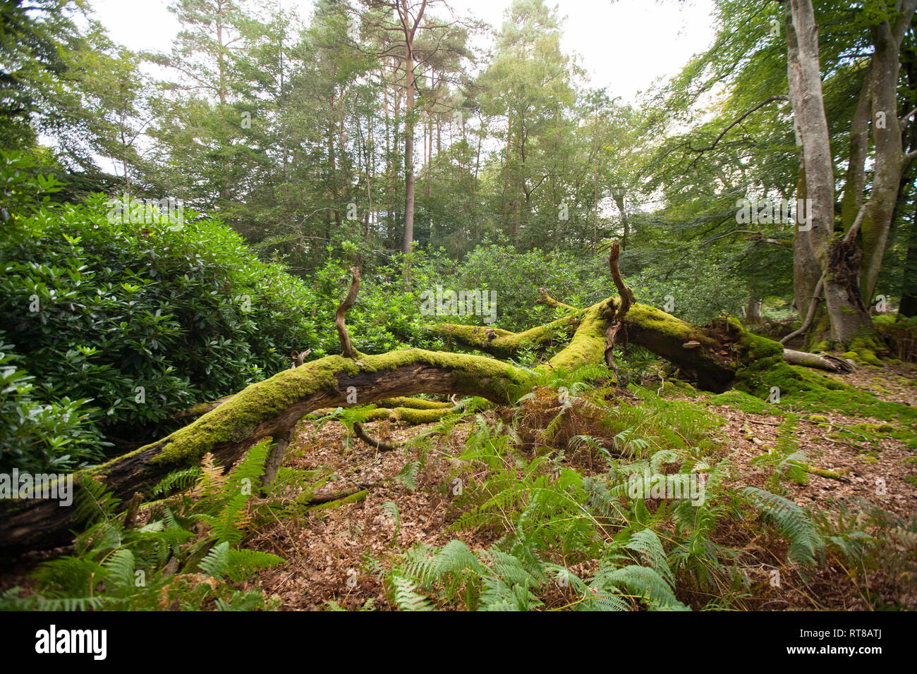A fallen tree in woodland in the New Forest. Fallen trees become a host to many species of fungi and insects when they start to decay. New Forest Hamp Stock Photo