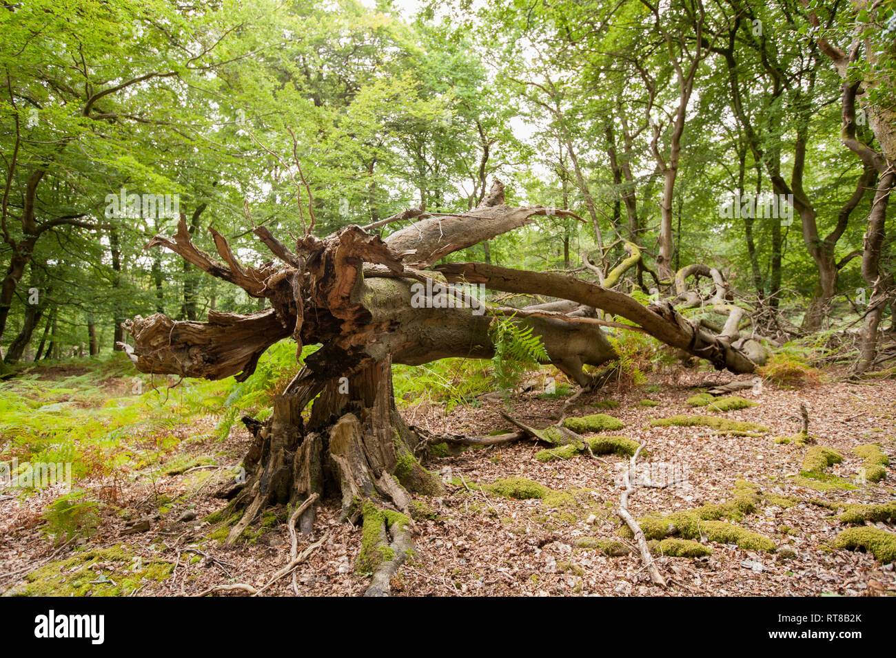 A fallen tree in woodland in the New Forest. Fallen trees become a host to many species of fungi and insects when they start to decay. New Forest Hamp Stock Photo