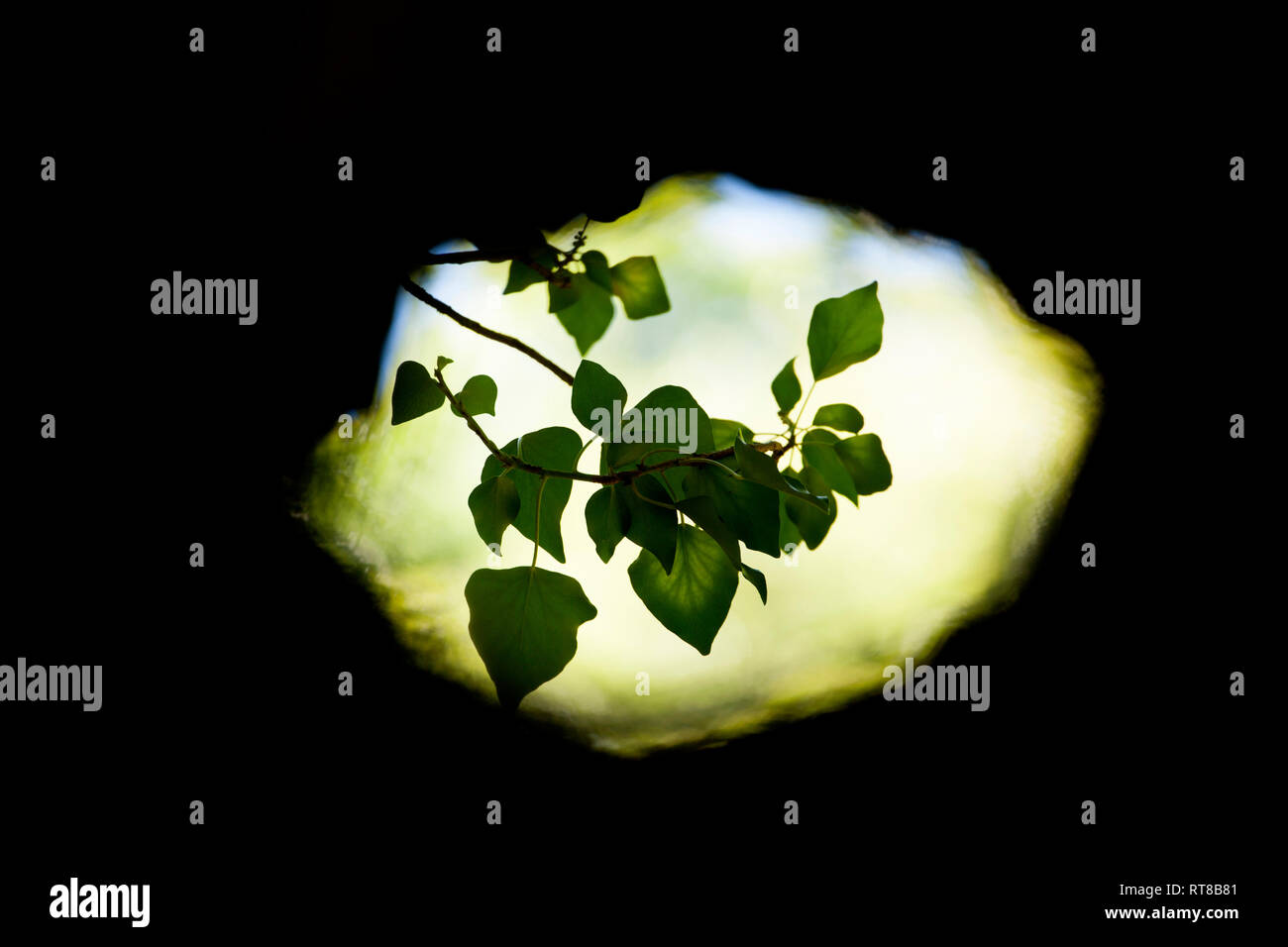 Ivy leaves, Hedera helix,  growing in woodlands in the New Forest viewed through a hole in a tree branch. The edges of the picture have been extended  Stock Photo