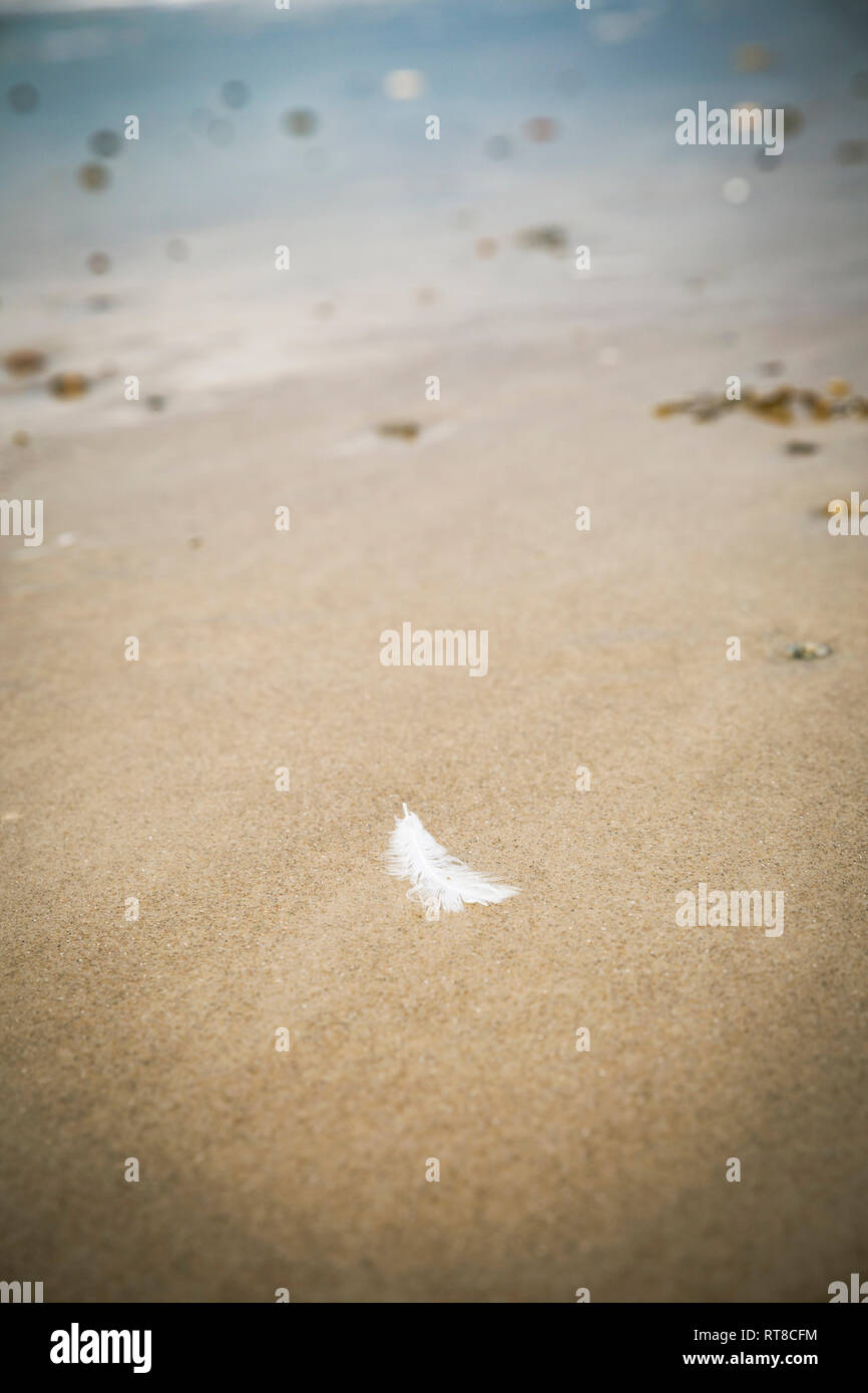 White feather lying on sandy beach Stock Photo