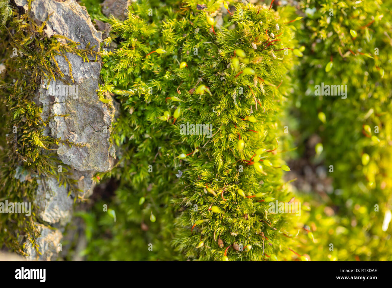 Macro of mossy forest floor in nature, top view Stock Photo