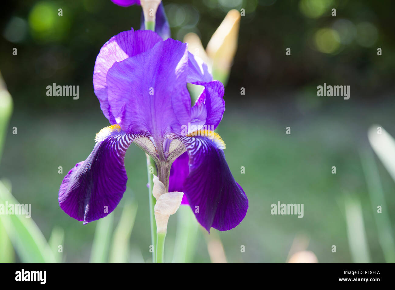 Japanese Water Iris in a pond, purple flowers on the long green stems in full bloom in the English summertime, close up image with no people. Stock Photo