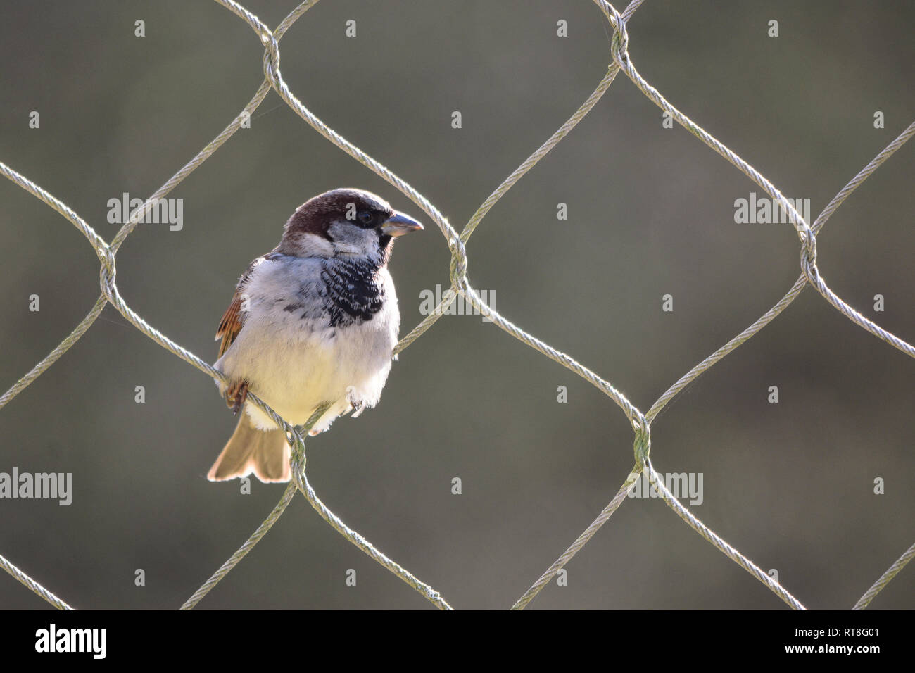 A Sparrow Perched in the Loop of a Tall Wire Fence - a free spirit concept as the bird is small enough to be able to move freely through the barrier Stock Photo