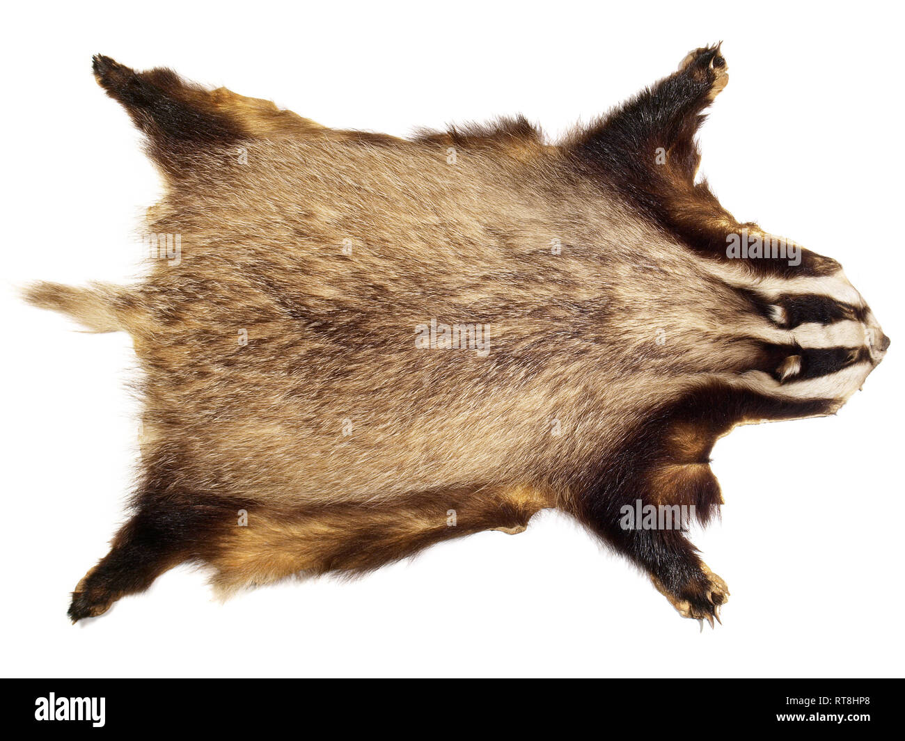 Hunting Trophy - Badger Stock Photo