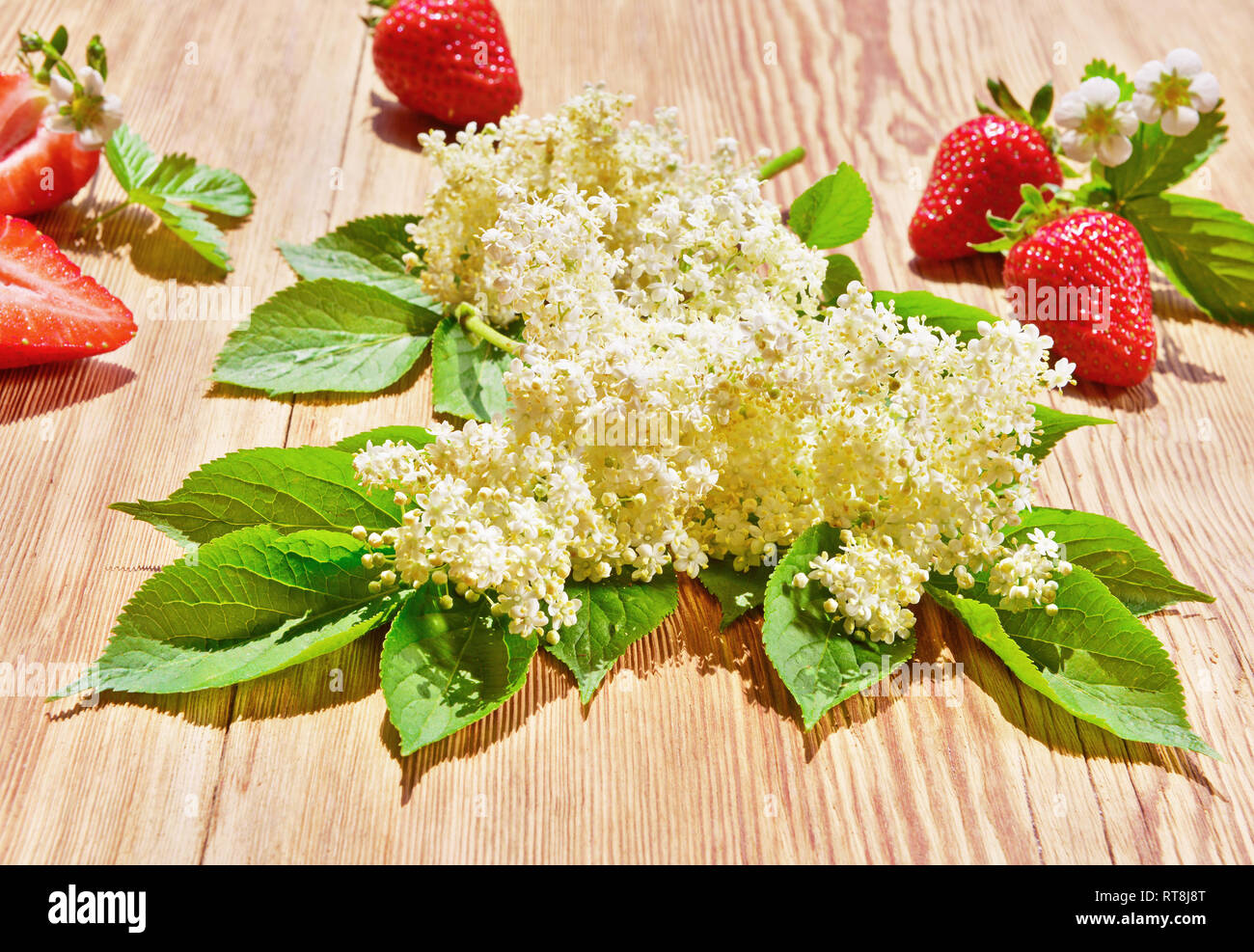Fresh Elderberry Blossom in Summertime Stock Photo Alamy