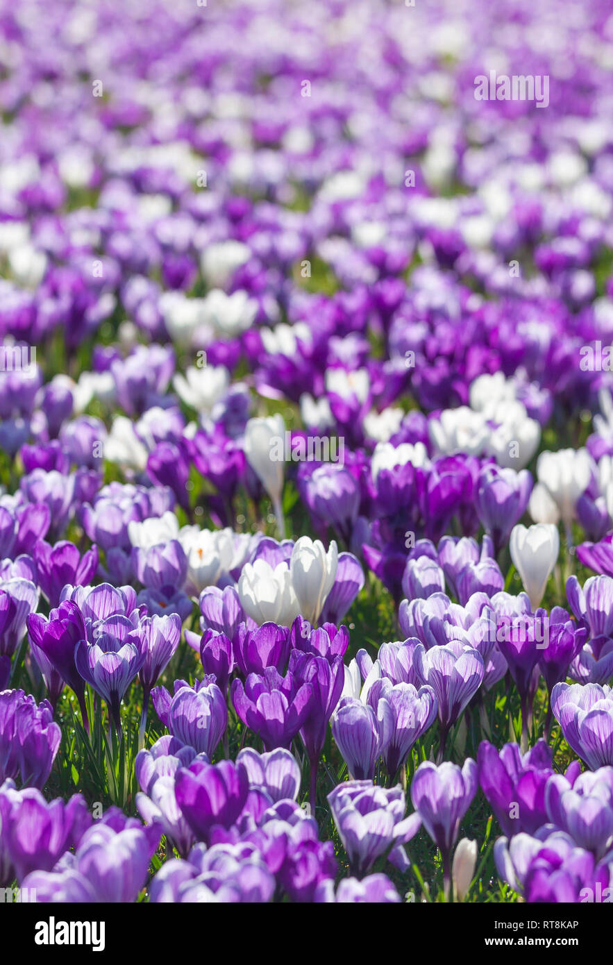 Display of spring crocus, Wisley Gardens. Stock Photo