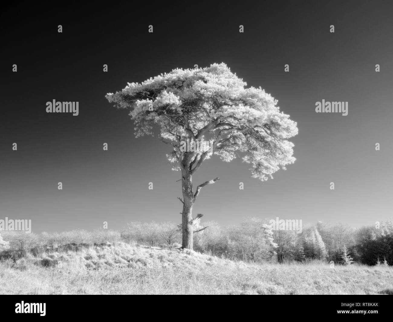 An infrared image of a pine tree at Priddy Mineries in the Mendip Hills, Somerset, England. Stock Photo