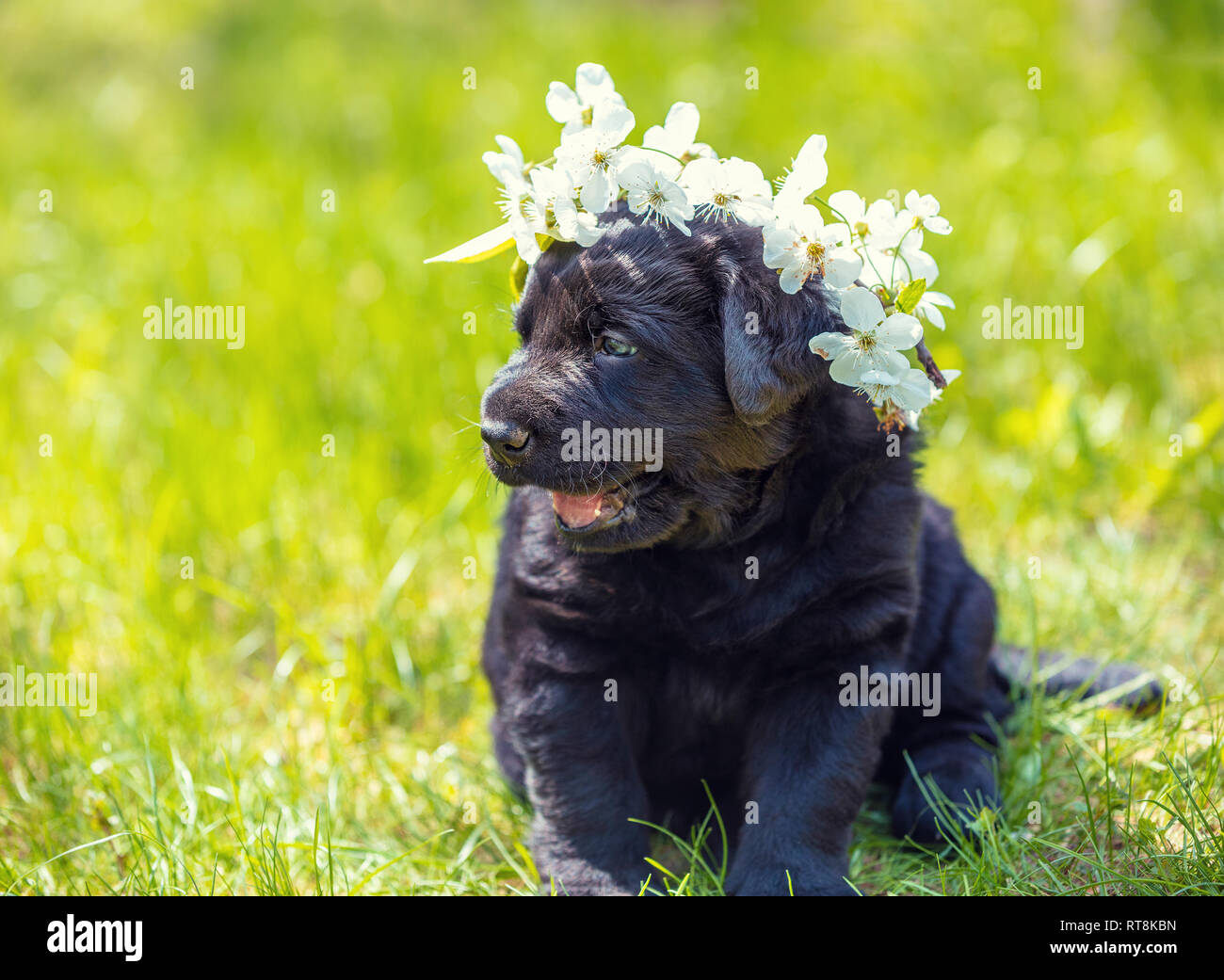 Little funny labrador retriever puppy wearing cherry flower wreath sitting on the grass in spring Stock Photo