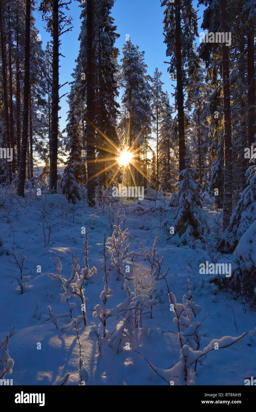 The low golden winter sun is shining through the snow-covered trees in ...