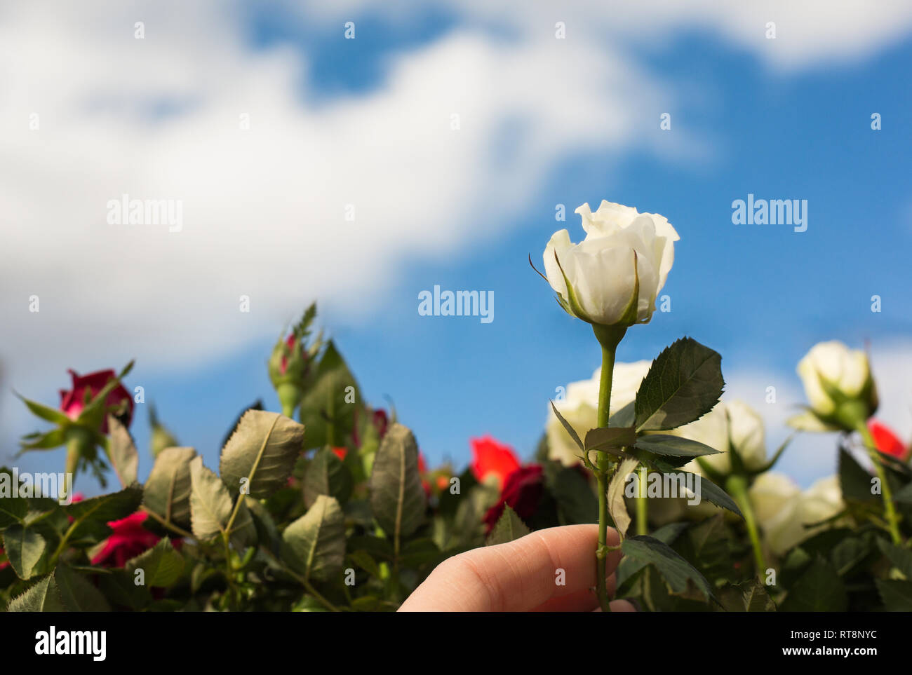 Choosing one white rose from the field Stock Photo - Alamy