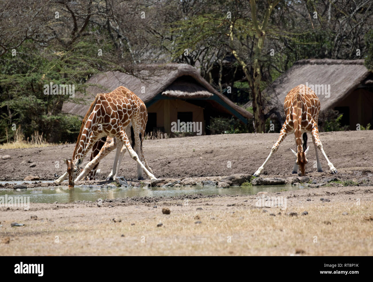 Two Reticulated giraffe at waterhole, Giraffa camelopardalis reticulata, Sweetwaters, Ol Pejeta, Kenya Stock Photo