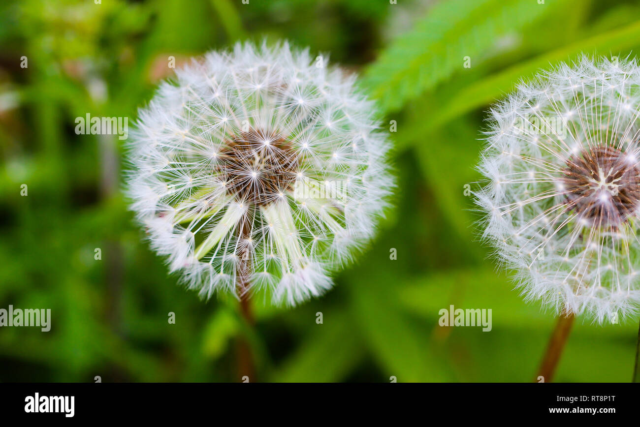 Dandelion dreams white seeds hi-res stock photography and images - Alamy