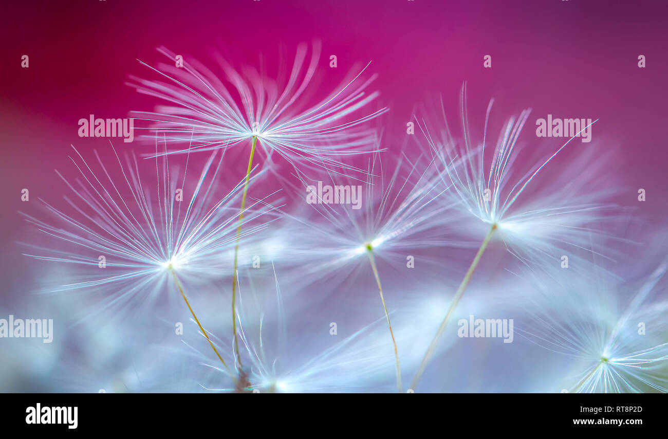 Dandelion seeds and pink hi-res stock photography and images - Alamy