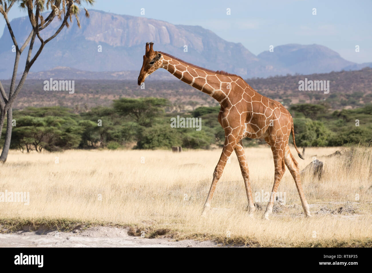 Reticulated or Somali giraffe, Giraffa camelopardalis reticulata, in semi-arid grassland, Buffalo Springs National Reserve, Kenya Stock Photo