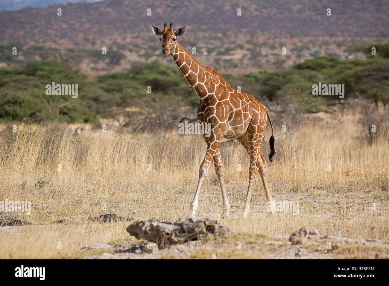 Reticulated or Somali giraffe, Giraffa camelopardalis reticulata, in semi-arid grassland, Buffalo Springs National Reserve, Kenya Stock Photo