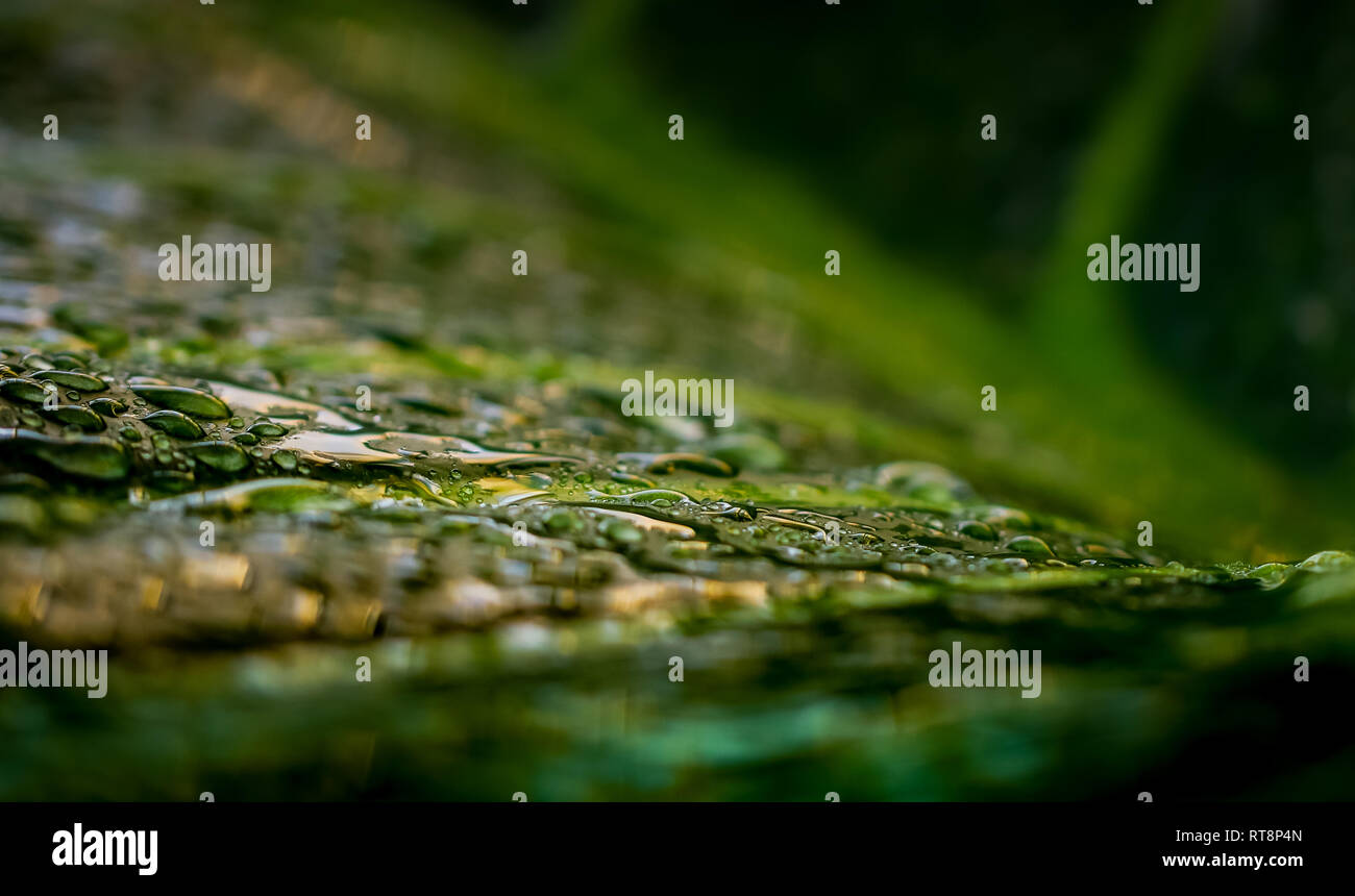 Raindrops on giant green leaf in australian rainforest Stock Photo
