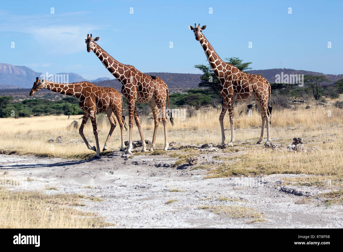 Three Reticulated or Somali giraffe, Giraffa camelopardalis reticulata, in semi-arid grassland, Buffalo Springs National Reserve, Kenya Stock Photo