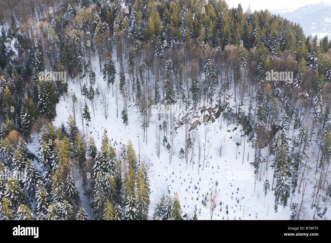 Aerial view of winter snow covered pine forest. Aerial drone view of a winter landscape. Snow covered forest. Stock Photo