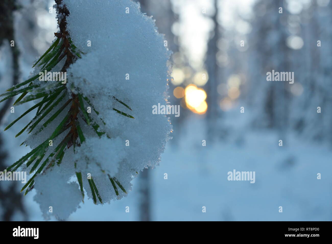 Snow covered pine trees close hi-res stock photography and images - Alamy