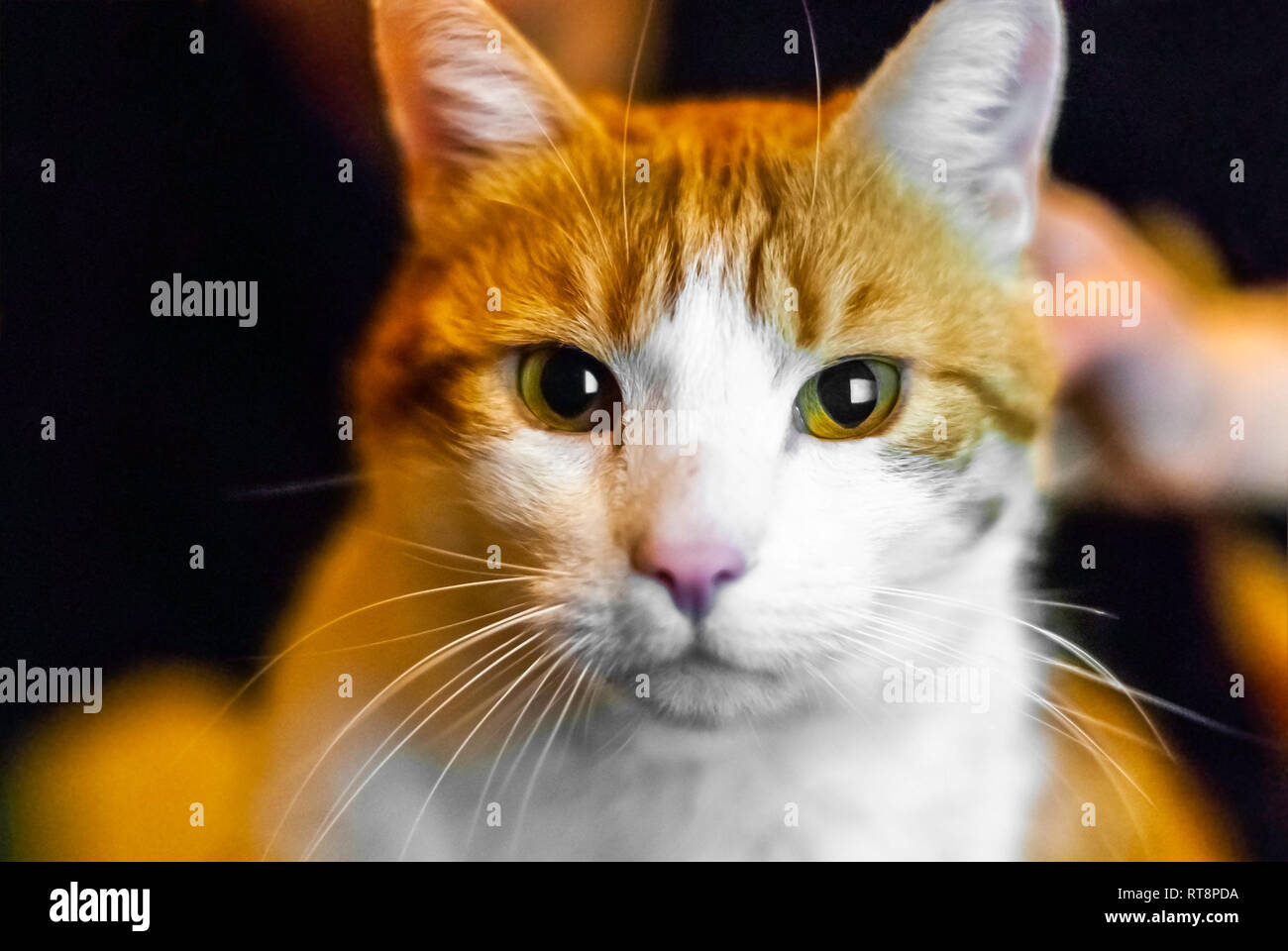 Portrait of yellow white domestic cat looking in camera - Shallow depth of field close up direct shot of domestic cat - Focus on eyes Stock Photo