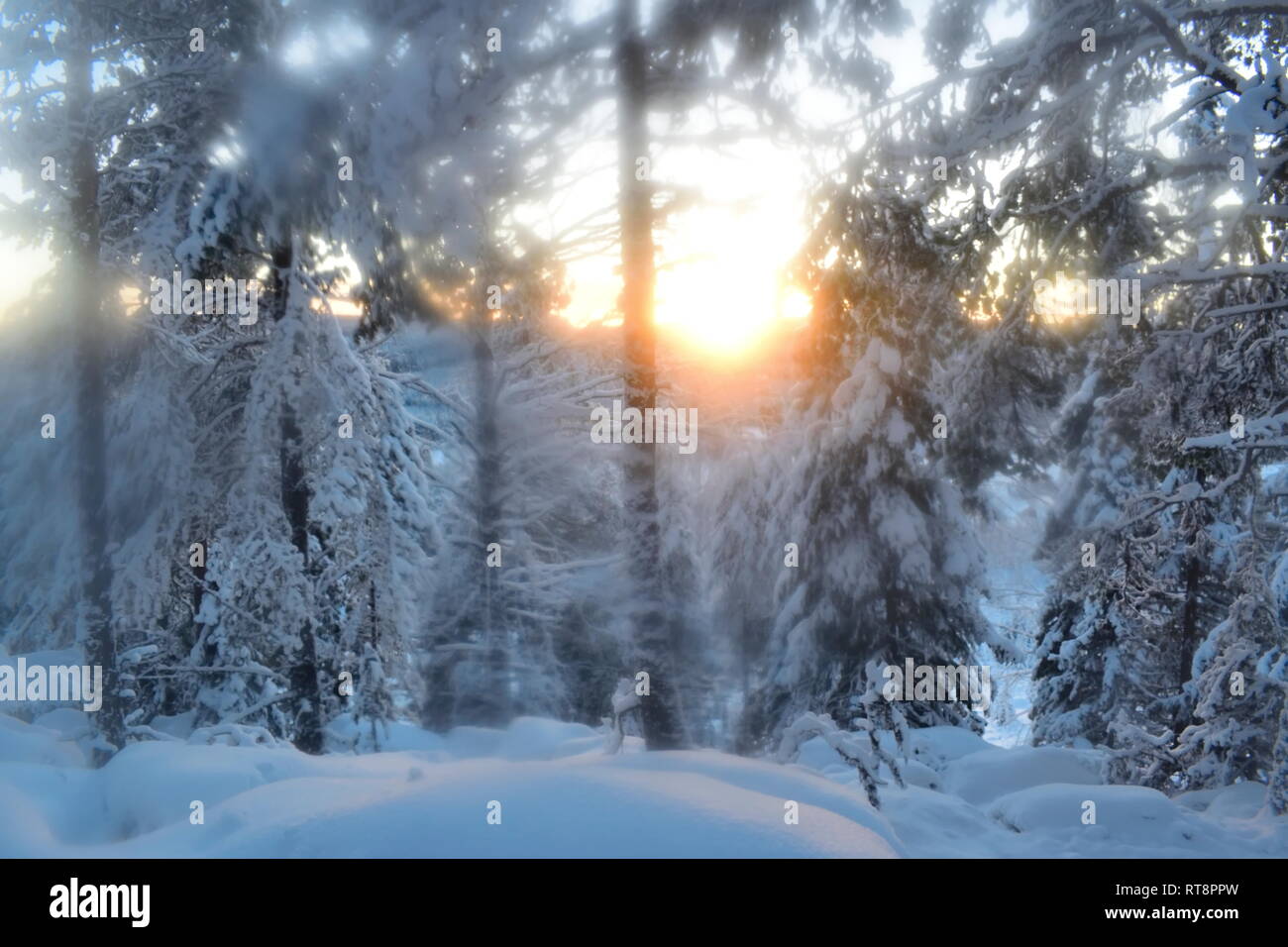 The low golden winter sun is shining through the snow-covered trees in ...