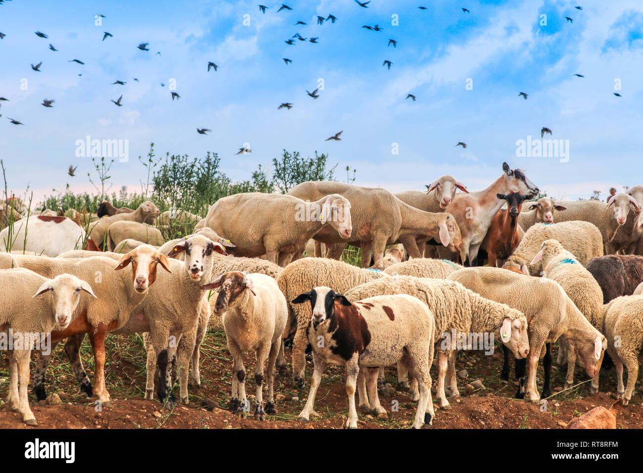 Many sheep standing in row with bird in blue sky background Stock Photo