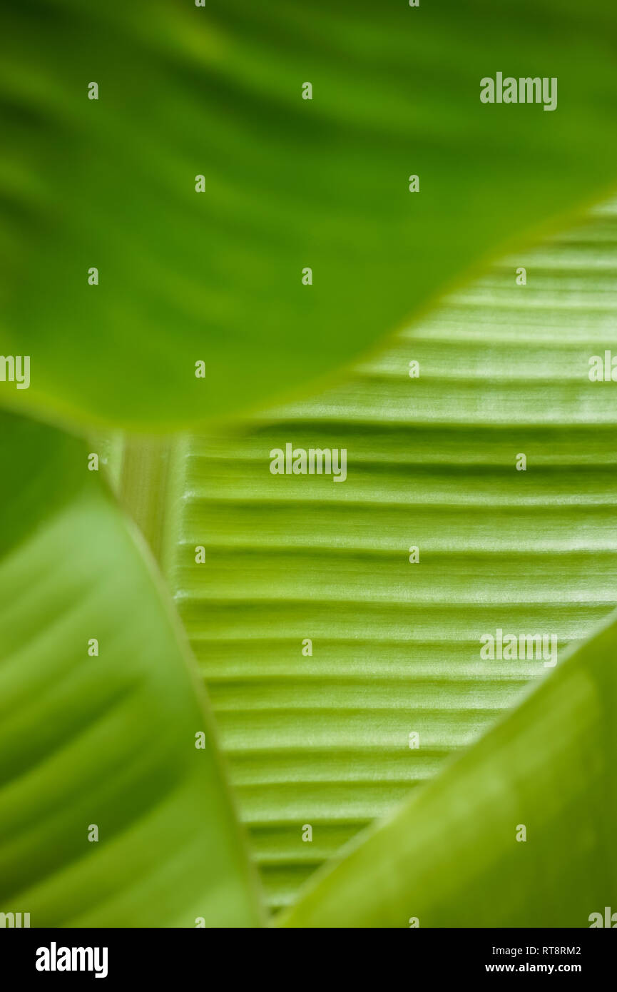 Close Up of Green Banana Leaves Texture Stock Photo