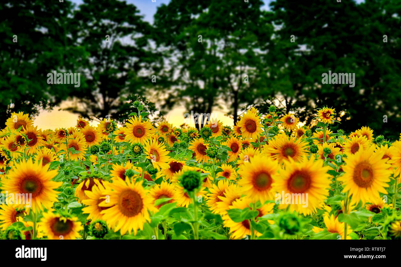Sunflower field at sunset yellow flower in blossom germering germany Stock Photo