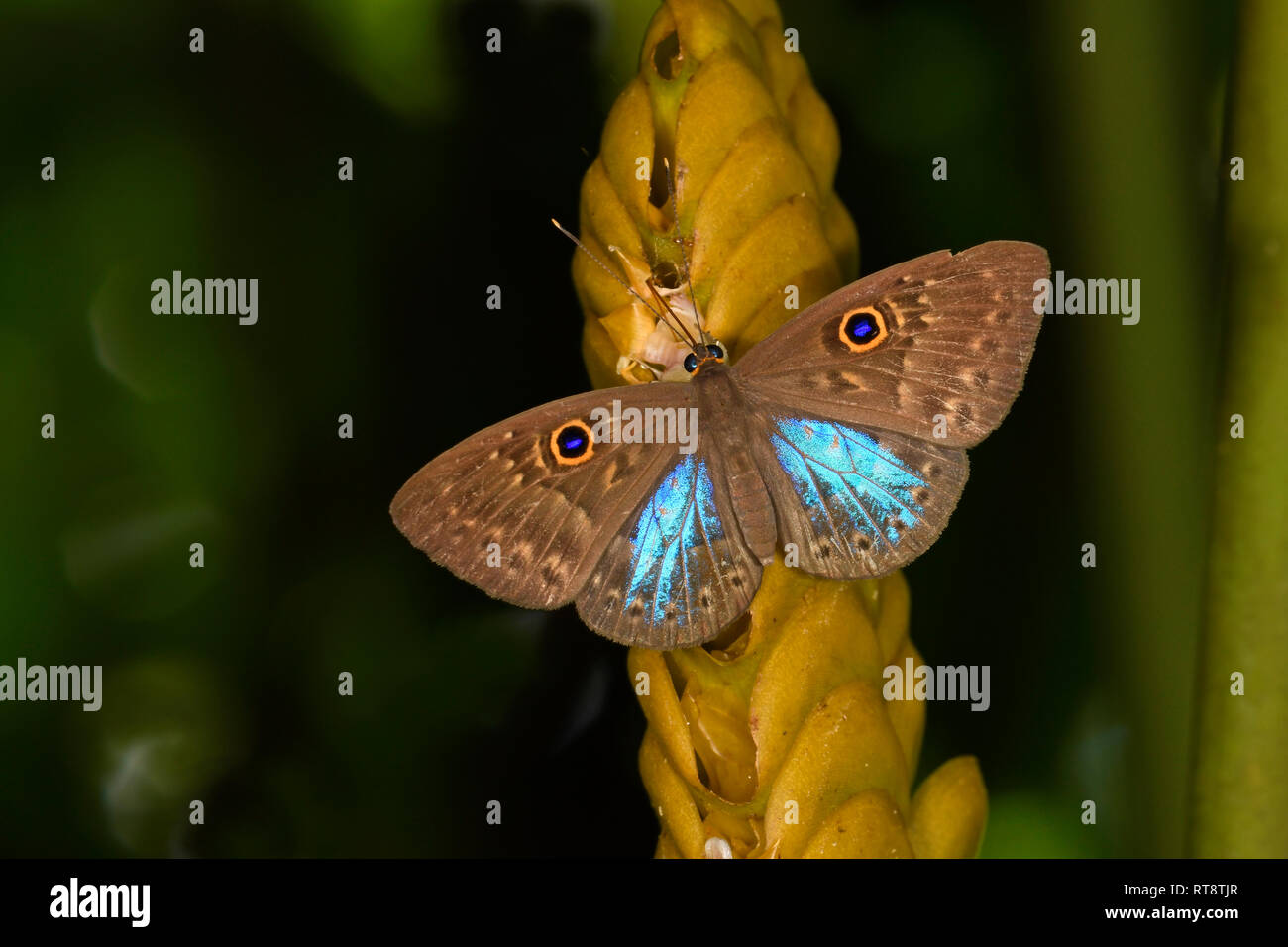 Blue-winged Eurybia Butterfly (Eurybia lycisca) resting on flower, Panama, Oxtober Stock Photo