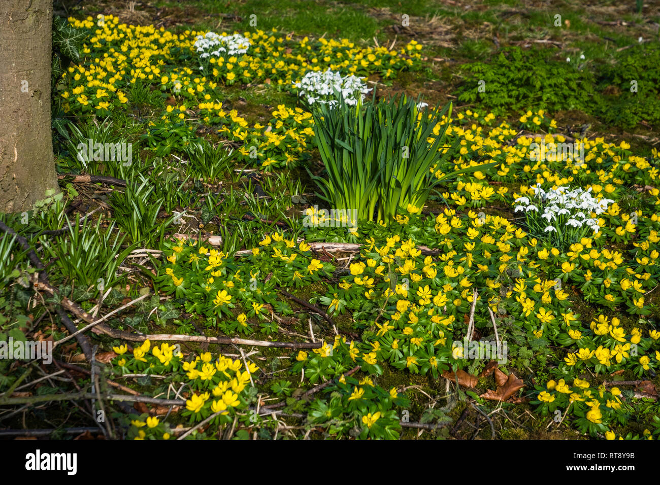 Winter Aconites and snowdrops flowering in an orchard. Stock Photo