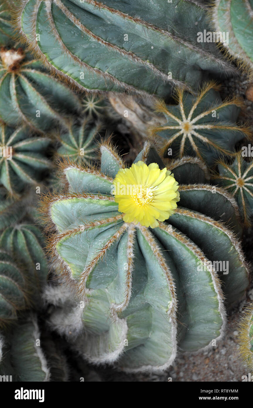 Blooming cactus with yellow flower on the top, selective focus Stock Photo