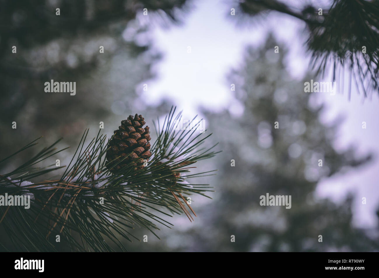 Pine tree closeup photo Stock Photo - Alamy