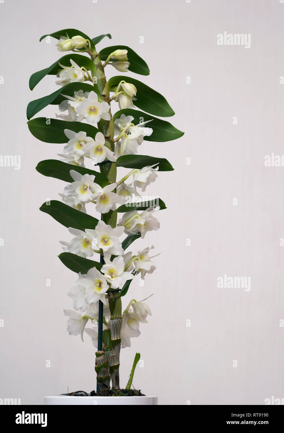 Orchid plant, Dendrobium Nobile, Spring Dream, Apollon, pictured against a  plain light background Stock Photo - Alamy