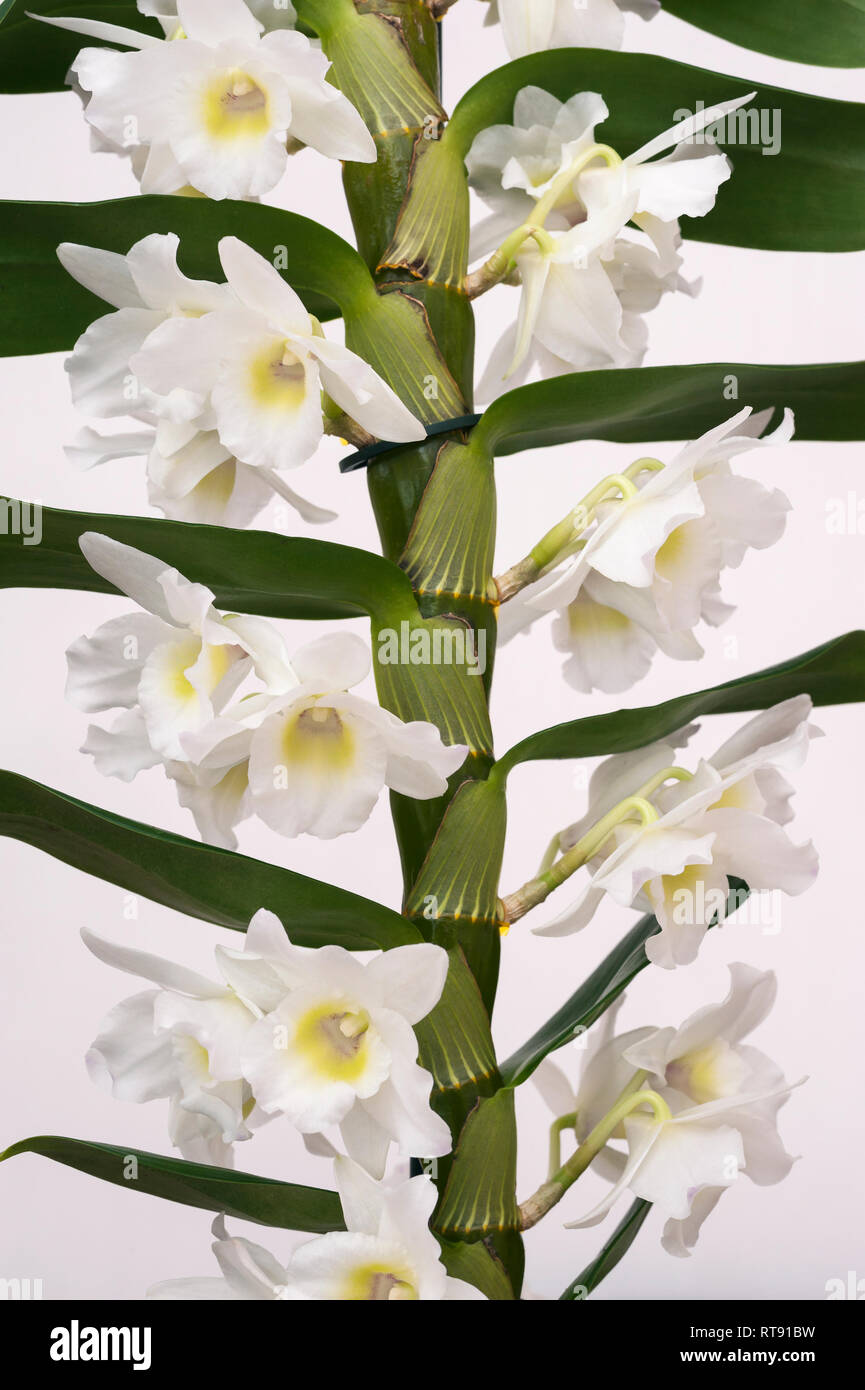 Orchid plant, Dendrobium Nobile, Spring Dream, Apollon, pictured against a  plain light background Stock Photo - Alamy