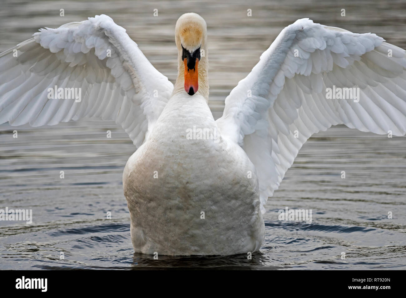 Full on portrait of Cygnus Olor, Mute Swan with wings fully outstretched, thrusting chest