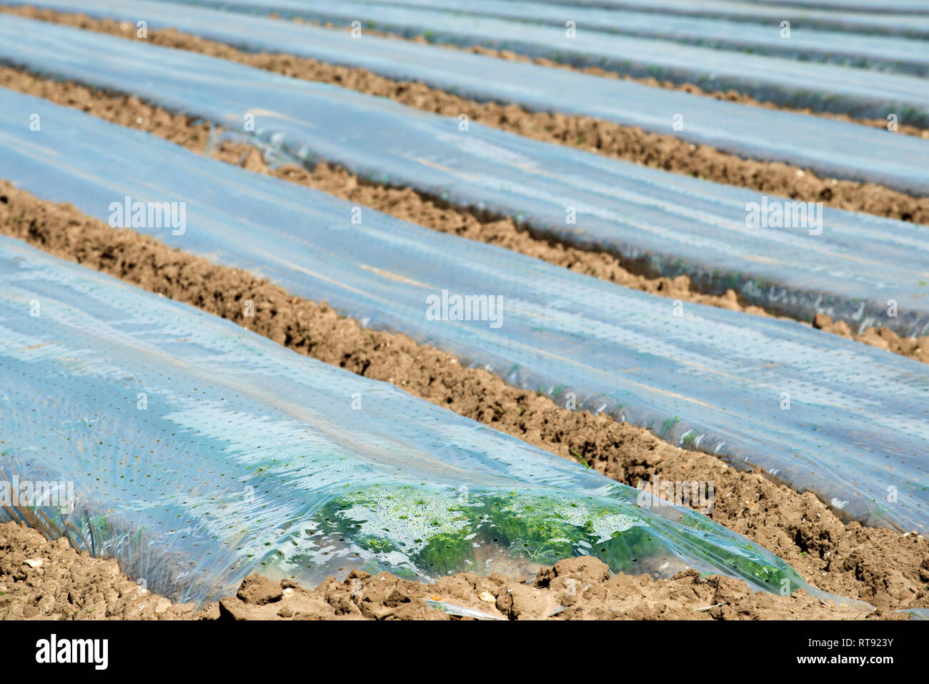 Carrots growing under plastic Stock Photo Alamy