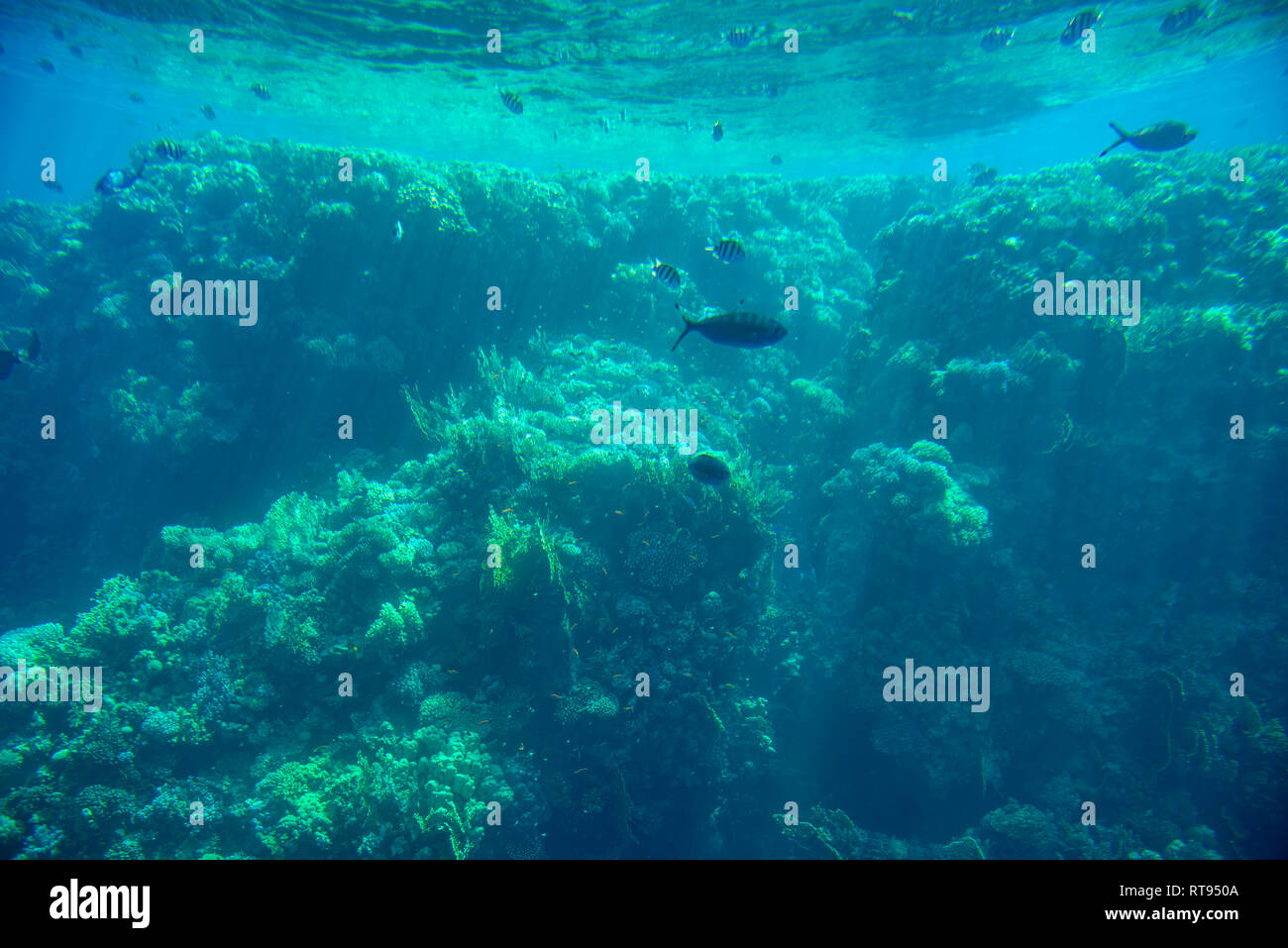 Seabed underwater hires stock photography and images Alamy