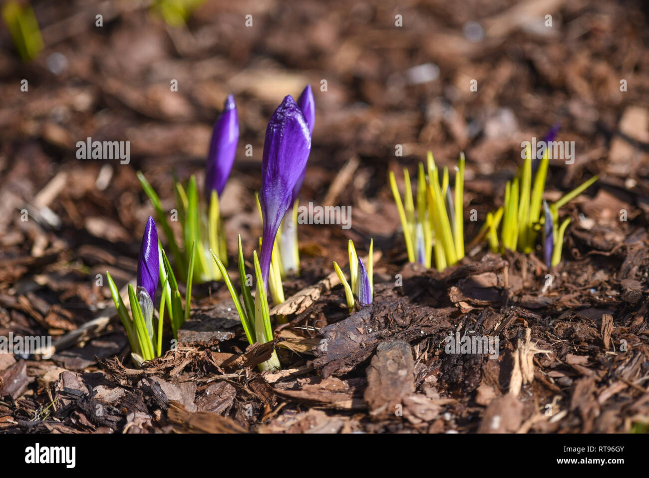 Durchbruch des Frühlings Stock Photo