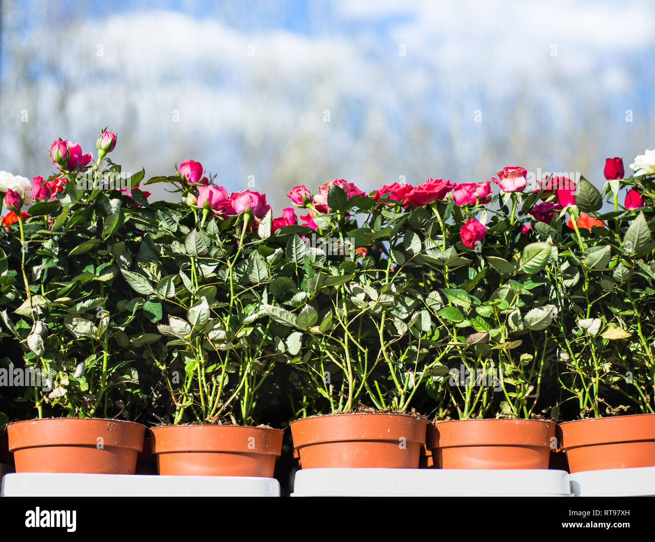 roses in pots Stock Photo Alamy