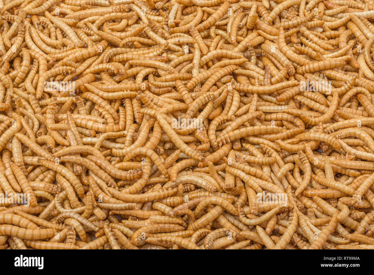 Edible freezedried Mealworms / Tenebrio molitor. Metaphor eating bugs