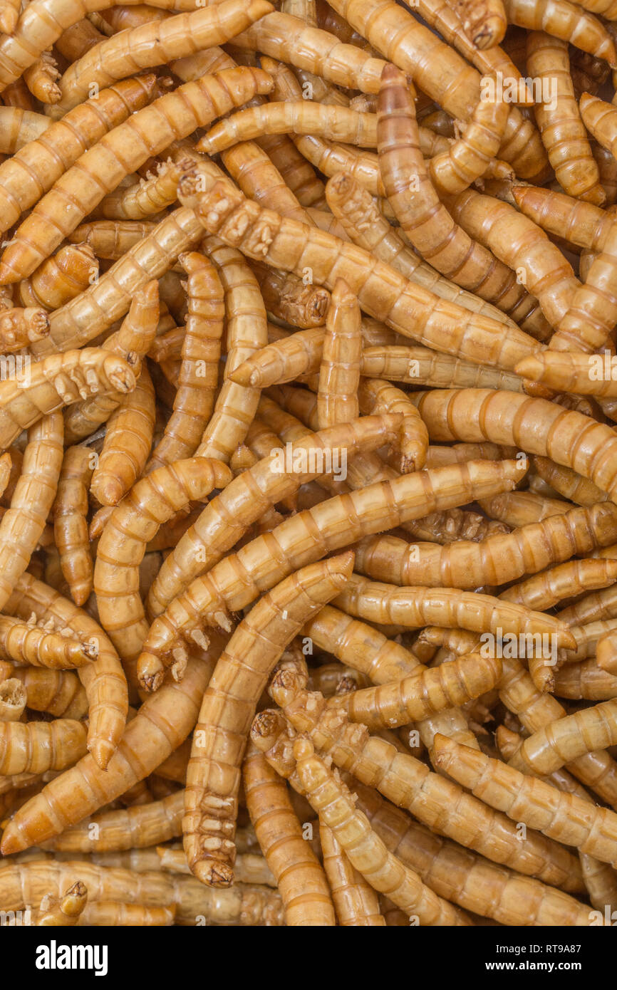 Freezedried Mealworms, Tenebrio molitor. Metaphor eating bugs, eating
