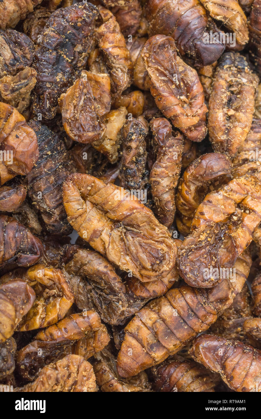 Dried pupae of Silkworm / Bombyx mori which may be eaten and are the