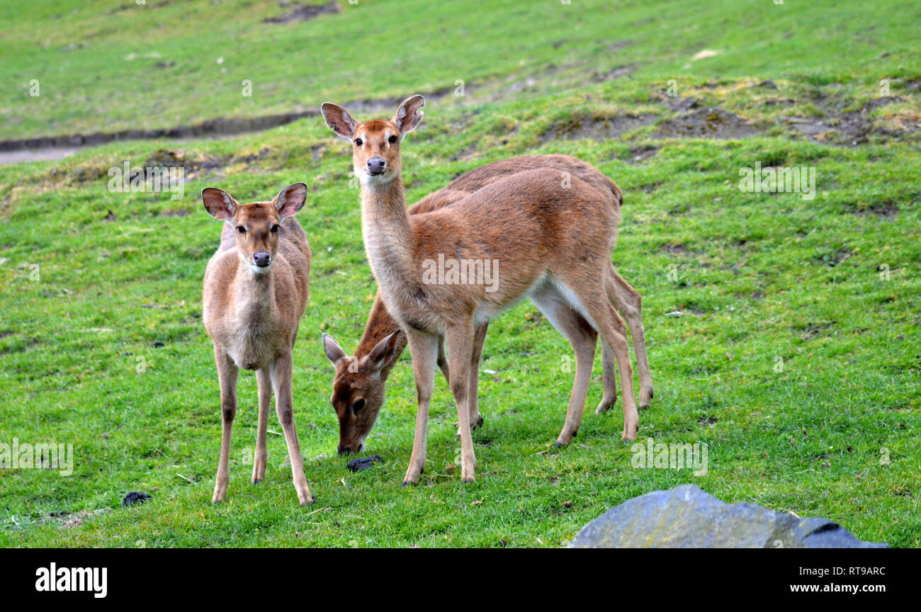 Three Persian Fallow Deer Stock Photo