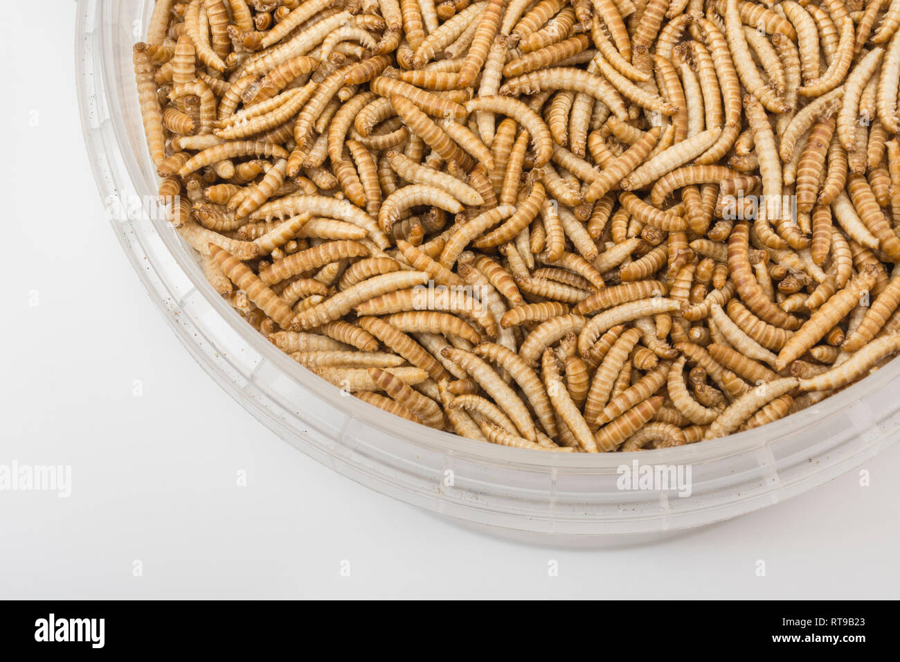 Freeze-dried edible Buffalo worms, Alphitobius diaperinus. Metaphor eating bugs, eating insects, Entomophagy, edible bugs, edible insects bizarre food Stock Photo