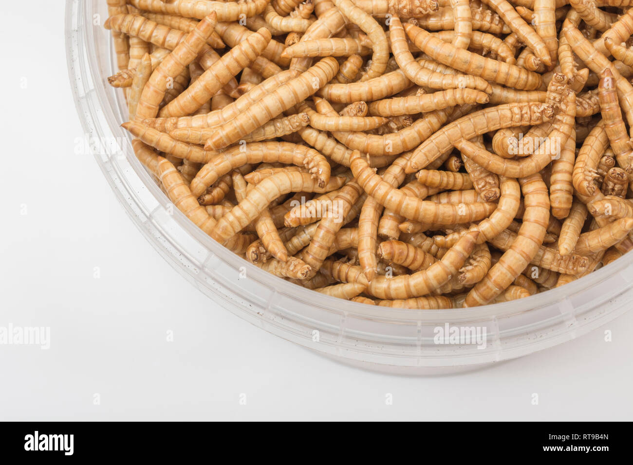 Freezedried Mealworms,Tenebrio molitor. Metaphor eating bugs, eating
