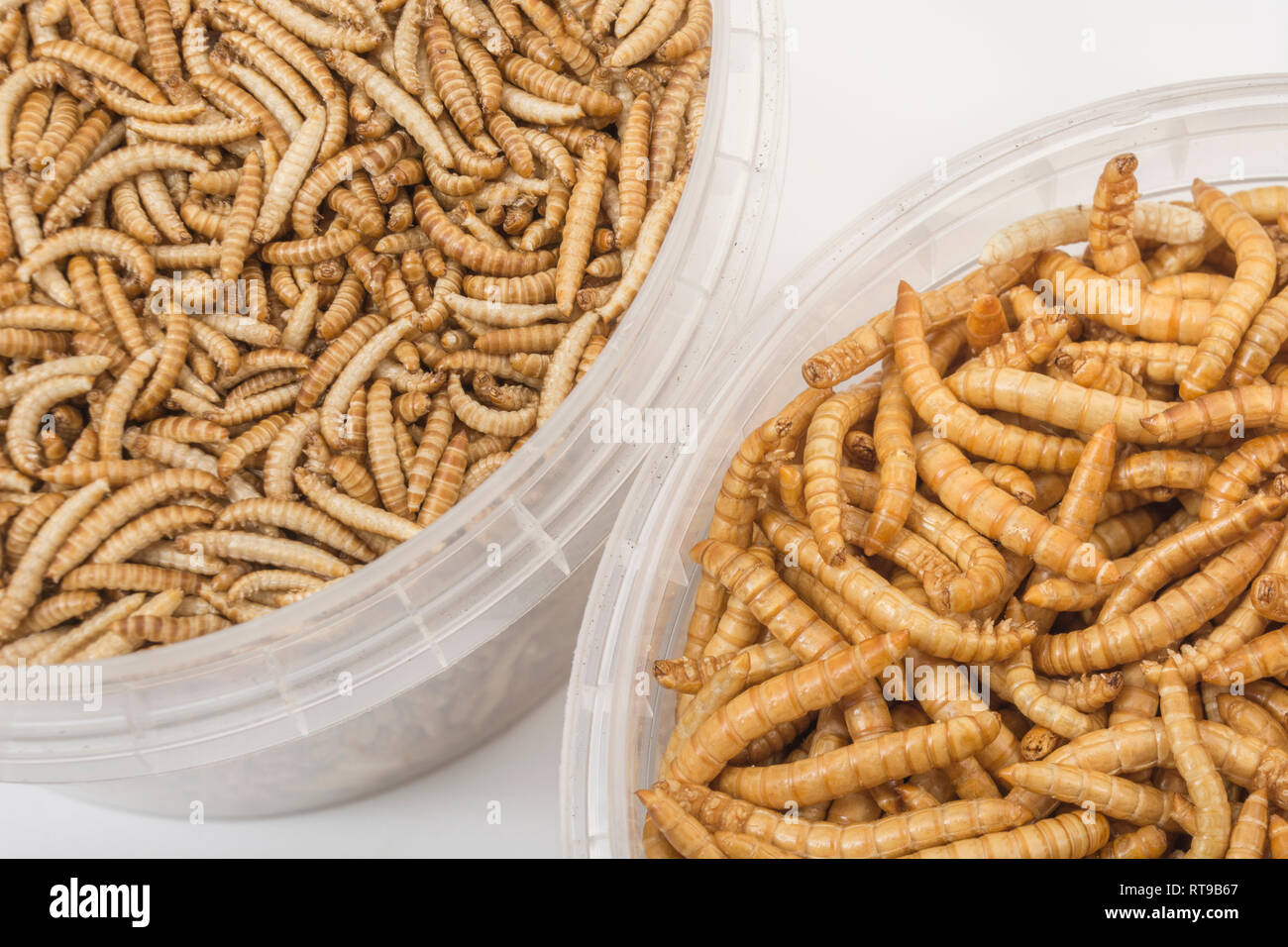 Edible Mealworms / Tenebrio molitor (R) & smaller Buffalo worms / Alphitobius diaperinus (L). Metaphor eating bugs, eating insects, Entomophagy. Stock Photo