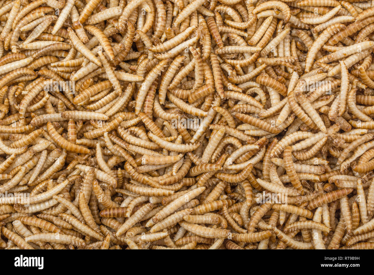 Freeze-dried edible Buffalo worms, Alphitobius diaperinus. Metaphor eating bugs, eating insects, Entomophagy, edible bugs bizarre foods edible insects Stock Photo